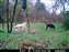 11-15-09 Bad doggie.JPG