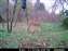 11-17-09 Buck.JPG