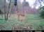 11-17-09 Buck 2.JPG