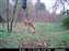 11-17-09 Buck 3.JPG