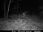 11-19-09 Buck.JPG