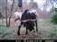 12-19-09 Oh Bull!.JPG