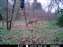 12-7-09 Does 2.JPG